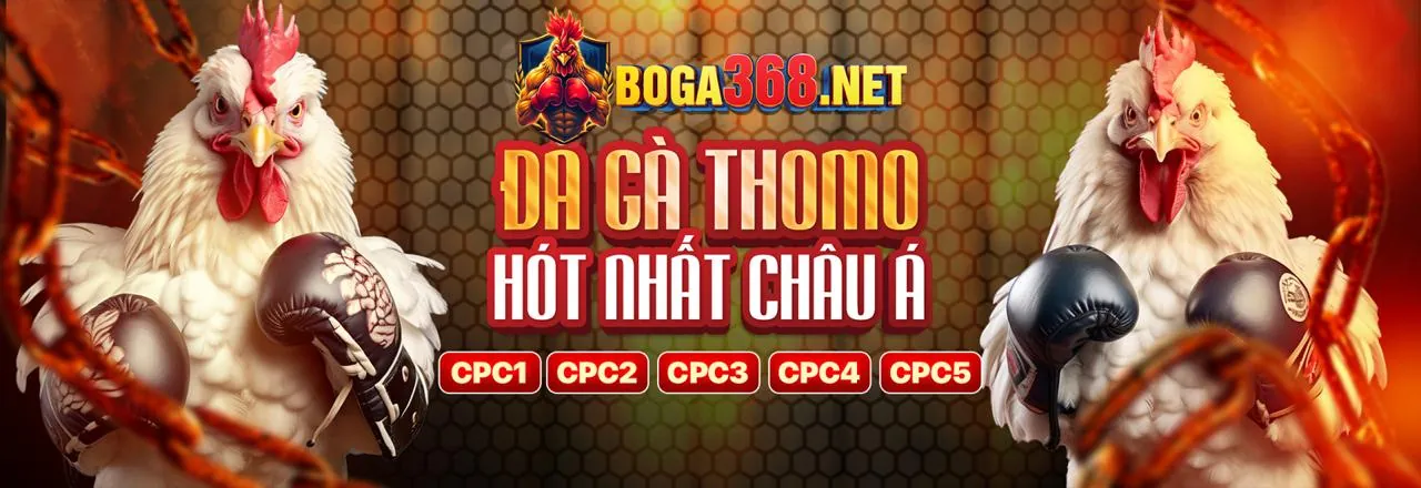 Hình ảnh đá gà Thomo 369 trực tiếp