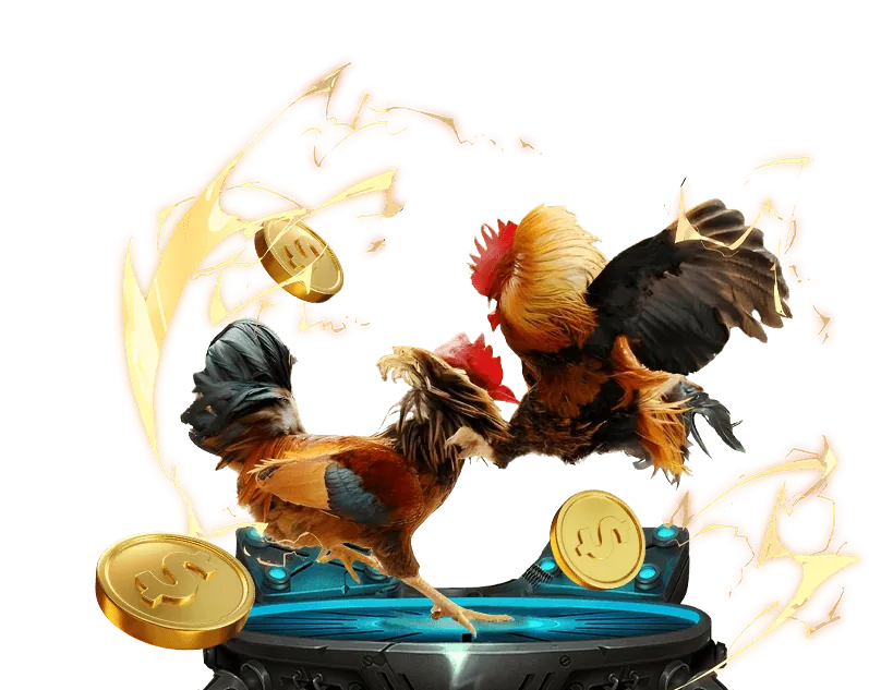 Các trận đá gà thomo 369 trực tiếp